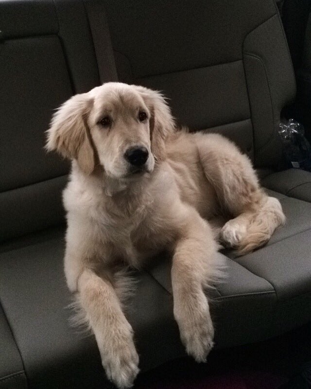 ShineTime50's tweet photo. Our favorite back seat rider 🐾🐶 @t_willy18 #lifewithlacy #growinggolden https://t.co/CAkZkmXJYe