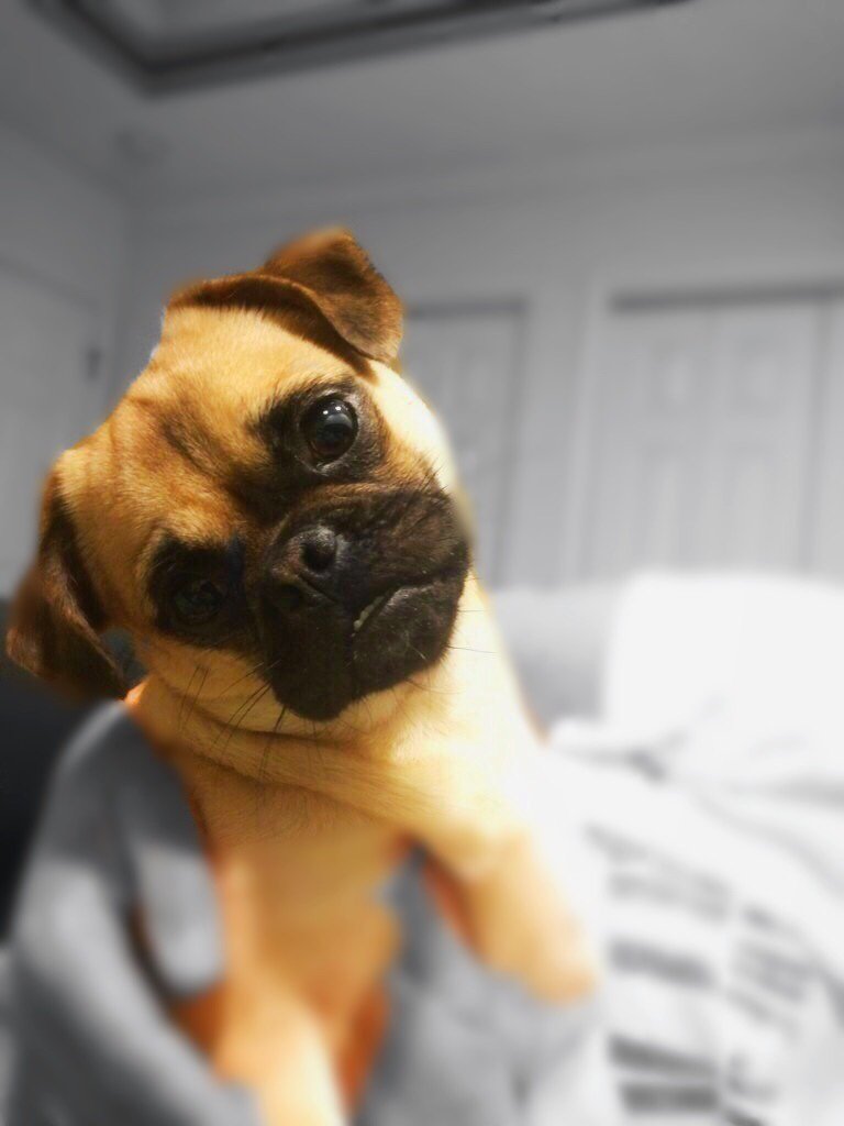 "My cute little pug ❤️❤️"