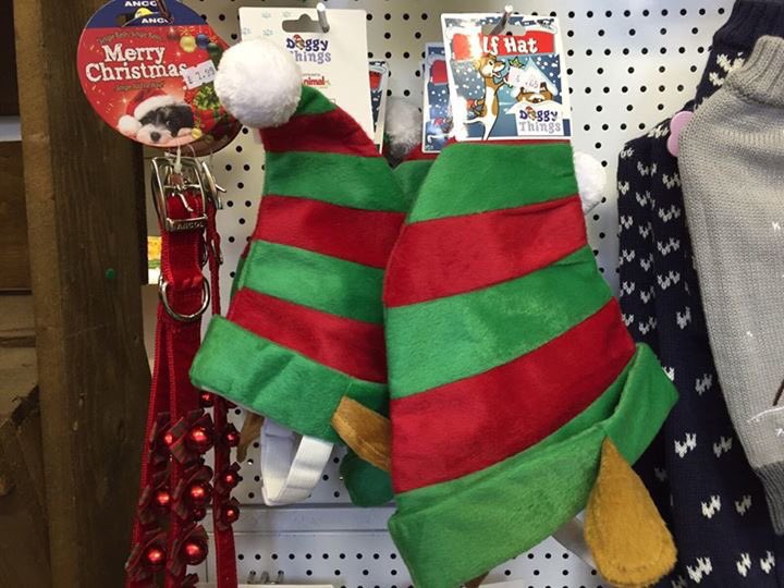 BidStAndrews's tweet photo. Give your pet a Merry Christmas at #StAndrews Pet Shop on #SouthSt https://t.co/G2piIgTtuj #ItsReigningCatsAndDogs! https://t.co/AmXZvaMlJa