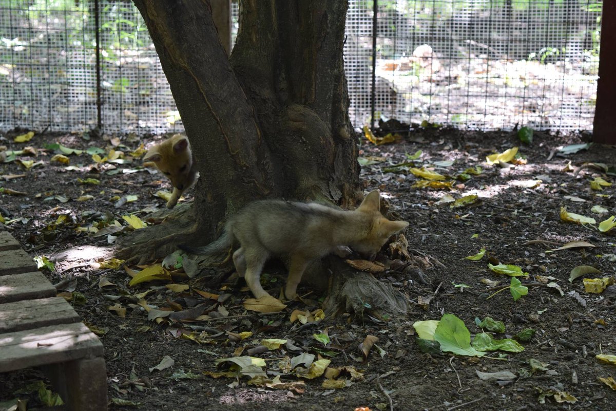 bdaradio's tweet photo. #AlTeléfono Magui de #MundoAparte nos cuenta cómo es su trabajo, los cachorritos de zorros rescatados #BDA4 https://t.co/vuXdZnCkT8