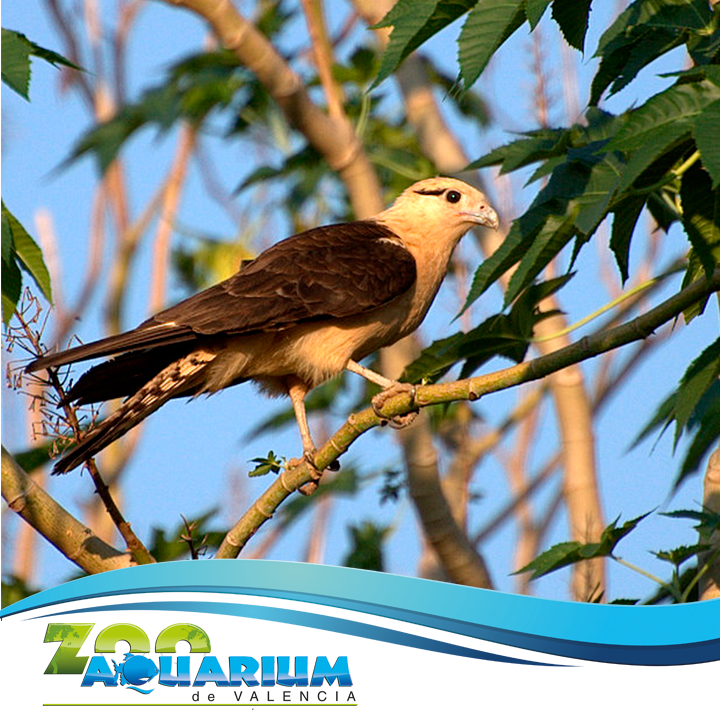 ZooAquariumVLN's tweet photo. El caricare sabanero (Milvago chimachima) anida en los árboles, donde ponen hasta dos huevos. #ZooTips https://t.co/khbOnakS98