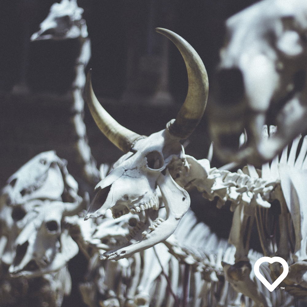 honestlydate's tweet photo. I BLOODY LOVE DINOSAURS! Little snap from my #Oxford blog post. Sign up for more… Dinosaur… https://t.co/f6MEgw8DdK https://t.co/9I1WGr0rgD