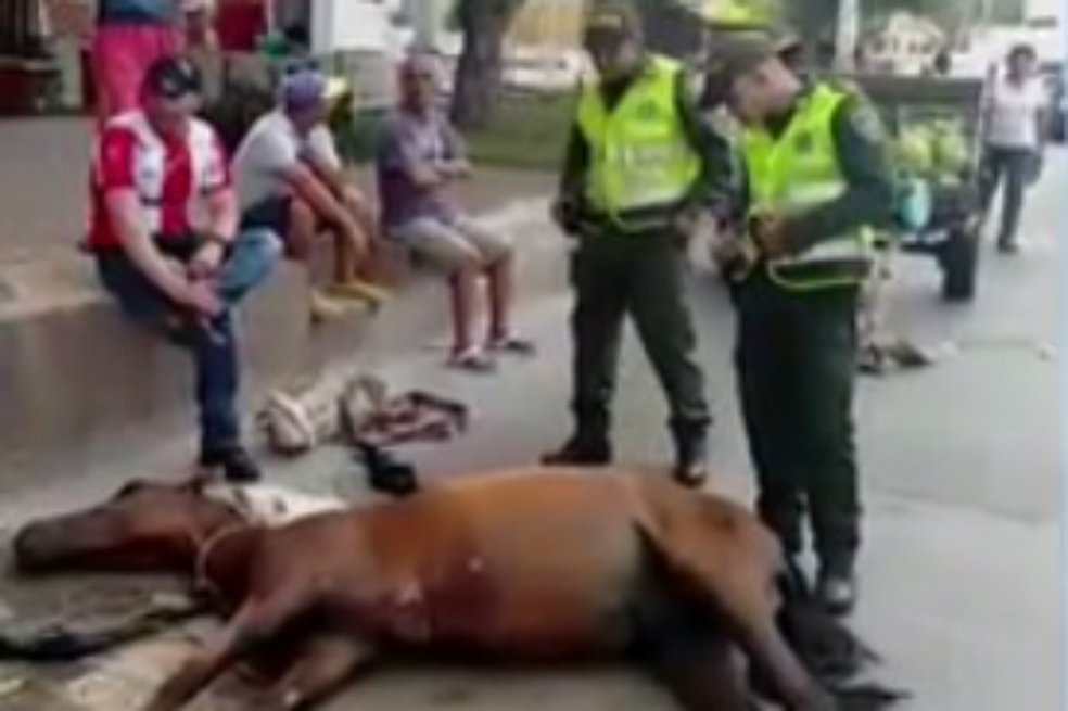 elespectador's tweet photo. Tres caballos se desplomaron en vías de #Barranquilla debido al cansancio. https://t.co/XnjSOrYrNJ https://t.co/06IA6DXXlP