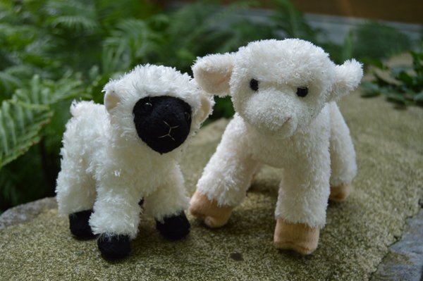 Graycliffestate's tweet photo. Don't forget to cuddle up this holiday season with #RustyandDusty, the @Graycliffestate sheep! #12DaysOfChristmas https://t.co/xuYjn2B1tD