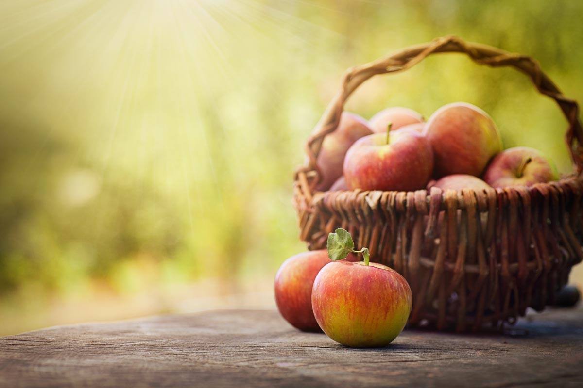 The soluble fibre found in apples binds with fats in the intestine, which translates into lower cholesterol levels