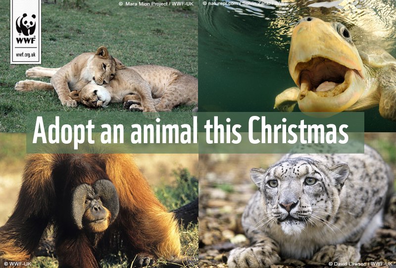 wwf_uk's tweet photo. Only 3 posting days left to get a #WWFAdoption in time for Christmas https://t.co/QRfk5SRdlp #MondayMotivation https://t.co/Ra9R32KdRd