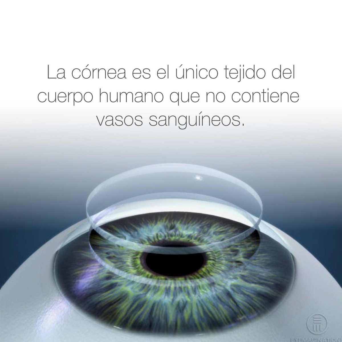 INCOCEGLA's tweet image. Esto y otras condiciones permite que pueda ser donado. #datosvisuales #saludvisual #incocegla