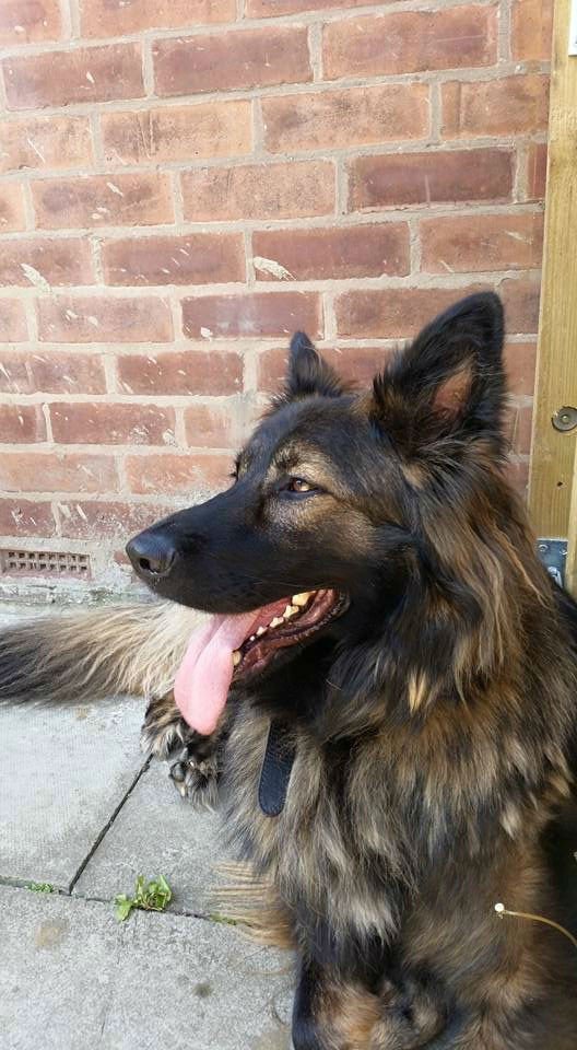 gsrescueelite's tweet photo. 3yr old Max has made amazing progress and now just needs a home
#dogs
#Chesterfield
https://t.co/vQgk40BjxA https://t.co/6p68xf7C6z