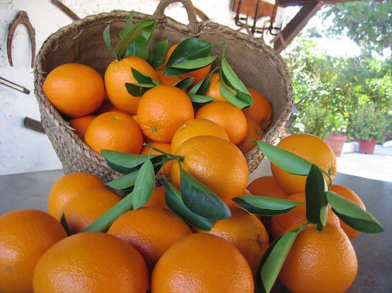 esthervivas's tweet photo. “La vitamina C en cítricos ecológicos puede superar entre un 10%-20% a los convencionales” https://t.co/RqoTa66cWE https://t.co/HIdNNHx6V0
