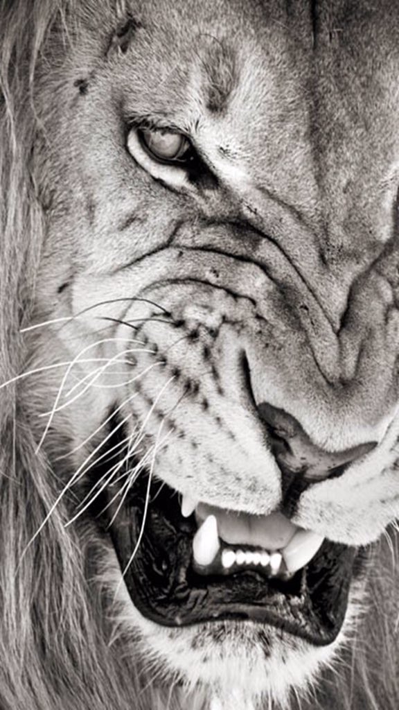 Frenchaesthetic's tweet photo. • Don't be afraid of your dreams, ACHIEVE THEM.
____________________________

#Beafuckinglion #Inspire #Motivation https://t.co/UuwDs5Nuuk