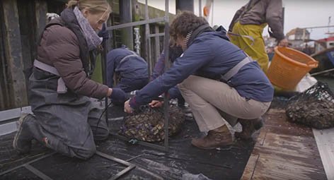 portsmouthuni's tweet photo. Experts from @UoPMarineBiol are helping @LandRoverBAR restock Solent oyster beds. https://t.co/v5BfdD78VL #ecology https://t.co/pqzkz05Wo9