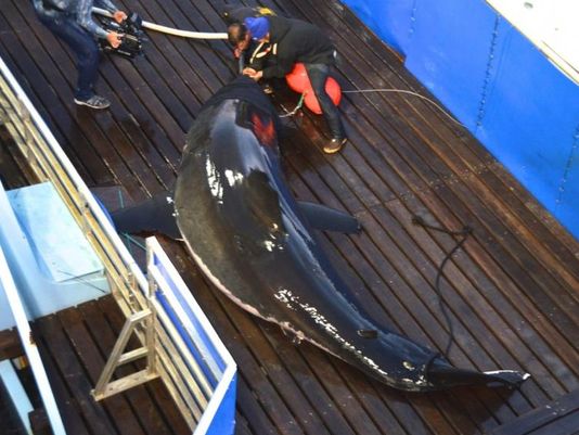 AsburyParkPress's tweet photo. See video: .@MaryLeeShark the shark returns to New Jersey https://t.co/45W4Zktjmy via @DanielRadelAPP .@OCEARCH https://t.co/ViQjZUBwWF