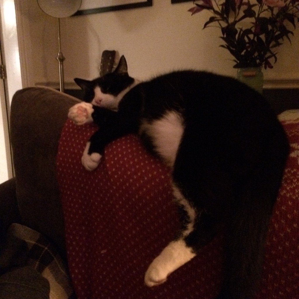 RenWolf's tweet photo. When you finally make a groove in the new couch! https://t.co/cYcaIrv1lR