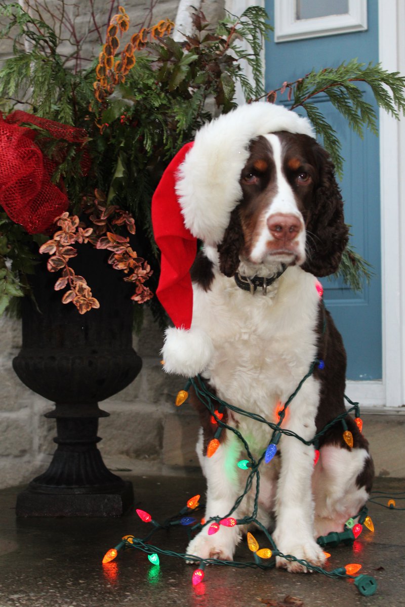 FitDogBlog's tweet image. #HappyHolidays #MerryChristmas