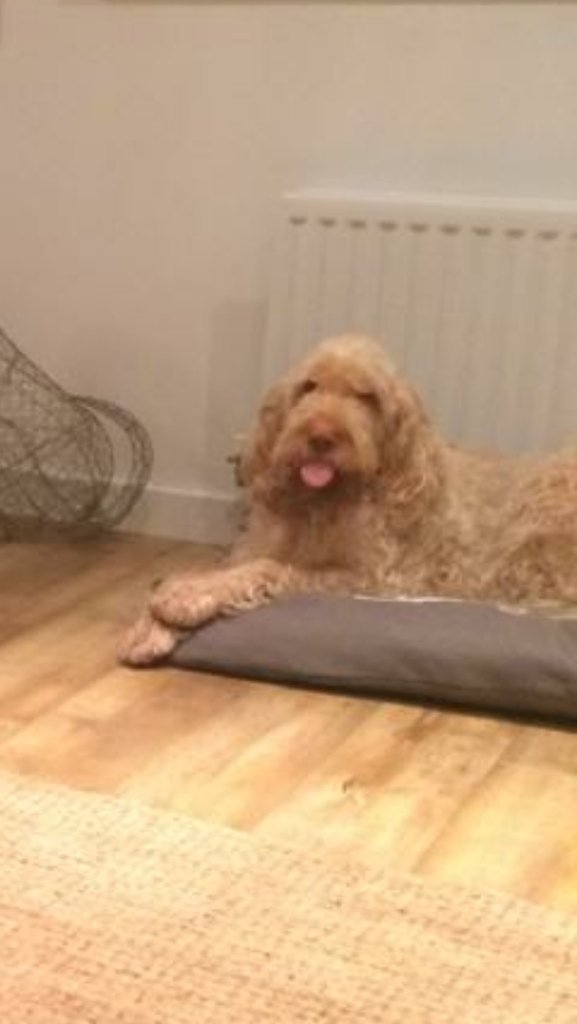 elitehunterob's tweet photo. When you buy a new #dogbed for 1 and the other steals it! @houseofpaws #epicfail #spinone #Labrador #dogsoftwitter https://t.co/hp9hbW42sA