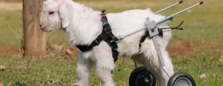 everysingletim3's tweet photo. Watch The Cutest Baby Goat Using A Wheelchair https://t.co/ByfCWt9B5J https://t.co/6rgT24GZAq