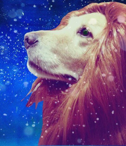 Michael5SOS's tweet image. 'they told me I could be anything, so I became a lion'