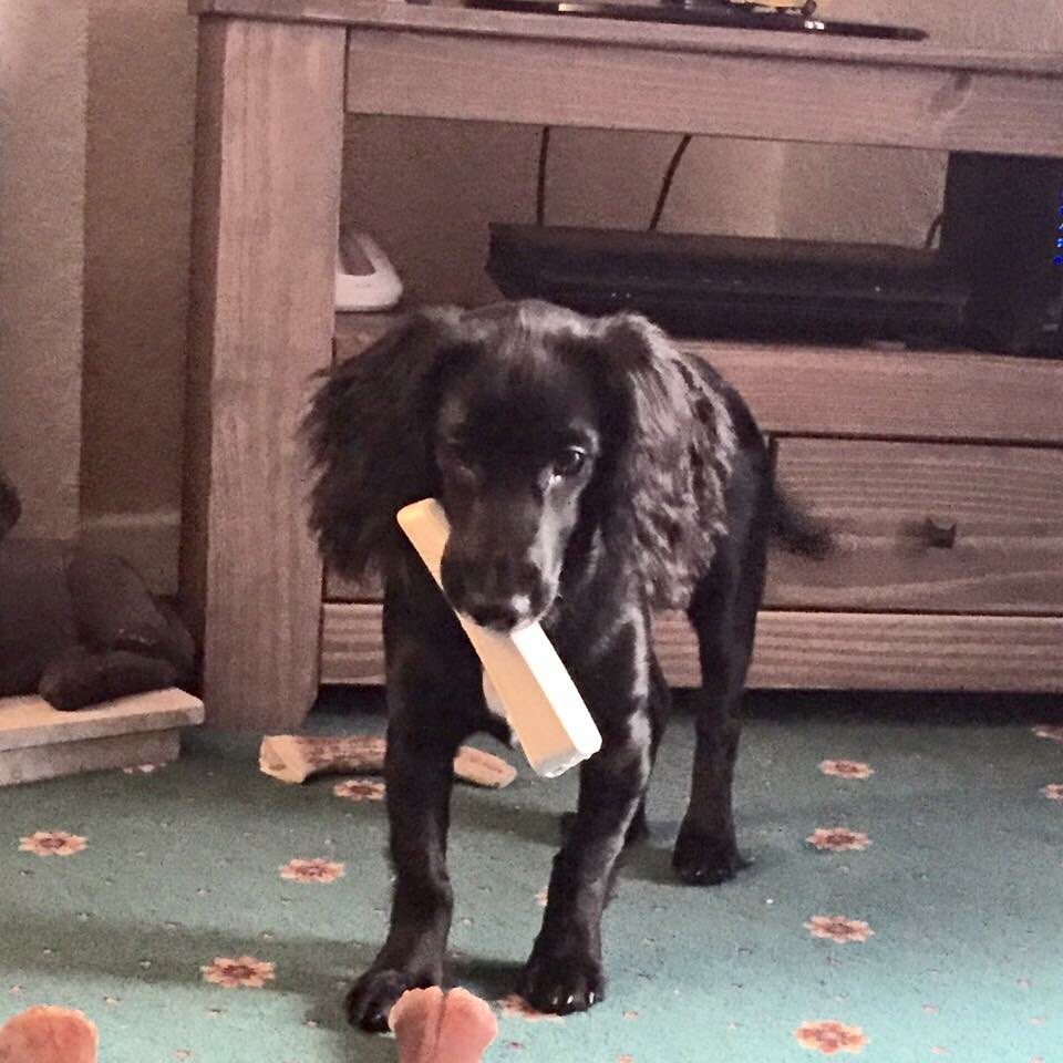 RaisedToAssist's tweet photo. Can we have takeaway mum? I've brought the phone for you! @DogsForGoodUK #AmazingAssistanceDogs 🐾🐾 https://t.co/iNXn0umauC