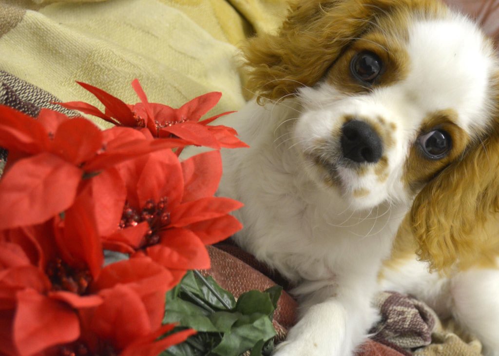 Fudge is feeling festive