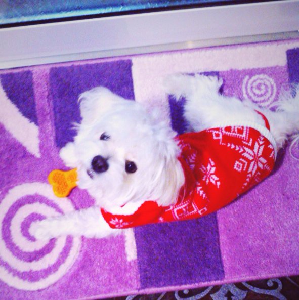 Adelina_027's tweet photo. Ready for Christmas :3 #withLucy https://t.co/MhJETmRl6u