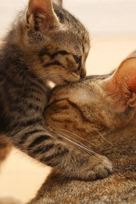 tomcatclassy's tweet photo. Why we love cats #cats #CatsOfTwitter #kitten #classycats https://t.co/838zQwYyV7