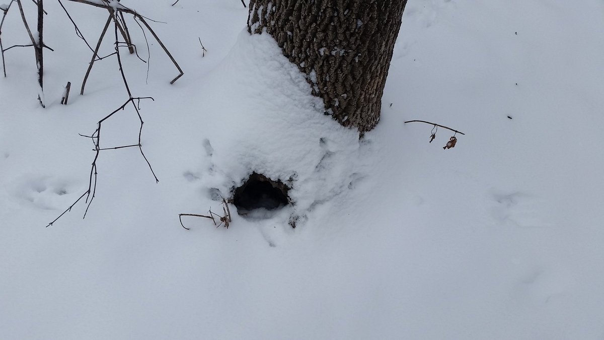 MummyInTheSands's tweet photo. Can you identify these wildlife tracks &amp; signs? 🐾  #mbparks #sprucewoods #parkinterpreter #wildlifetracks https://t.co/5SIeya71zB