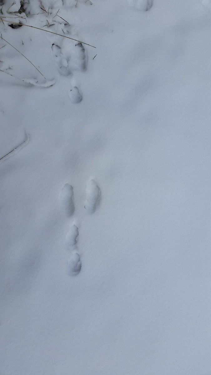 MummyInTheSands's tweet photo. Can you identify these wildlife tracks &amp; signs? 🐾  #mbparks #sprucewoods #parkinterpreter #wildlifetracks https://t.co/5SIeya71zB