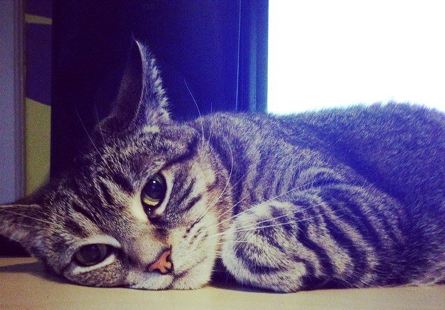 Last Minute Holiday Pet Safety Tips petrelocation.com/blog/pet-trave…