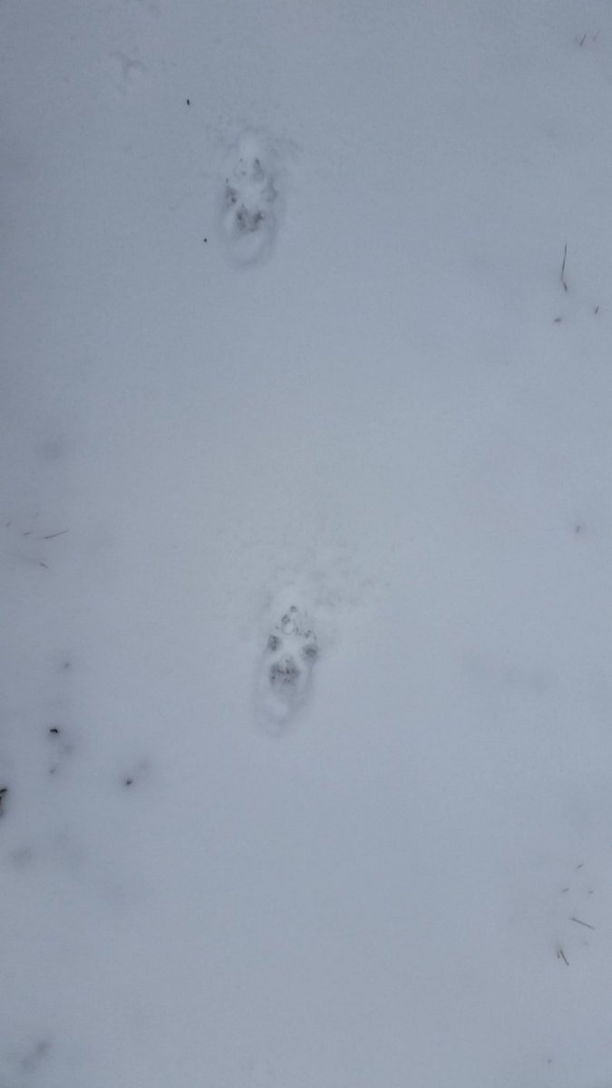 MummyInTheSands's tweet photo. Can you identify these wildlife tracks &amp; signs? 🐾  #mbparks #sprucewoods #parkinterpreter #wildlifetracks https://t.co/5SIeya71zB