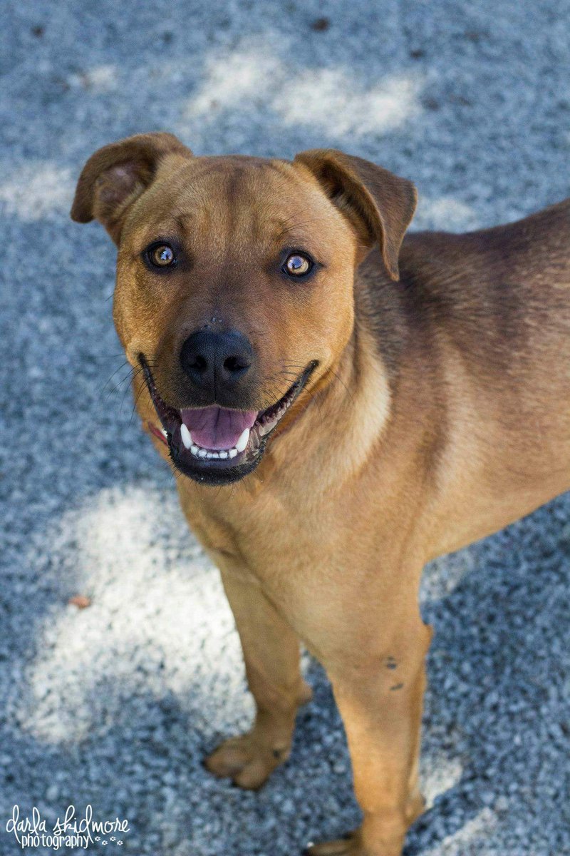 C2CNDrescue's tweet photo. Cash Money!!! Looking for an awesome dog? Cash is fostered by @CampBowWowConco #AdoptAPet #adoptdontshop https://t.co/kV16W45NeK