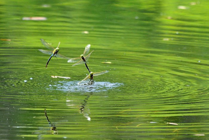 CaptureWI's tweet photo. Congrats William Mui for winning the POTD award with "Drama at the Pond!" https://t.co/vPYxlZEMiX