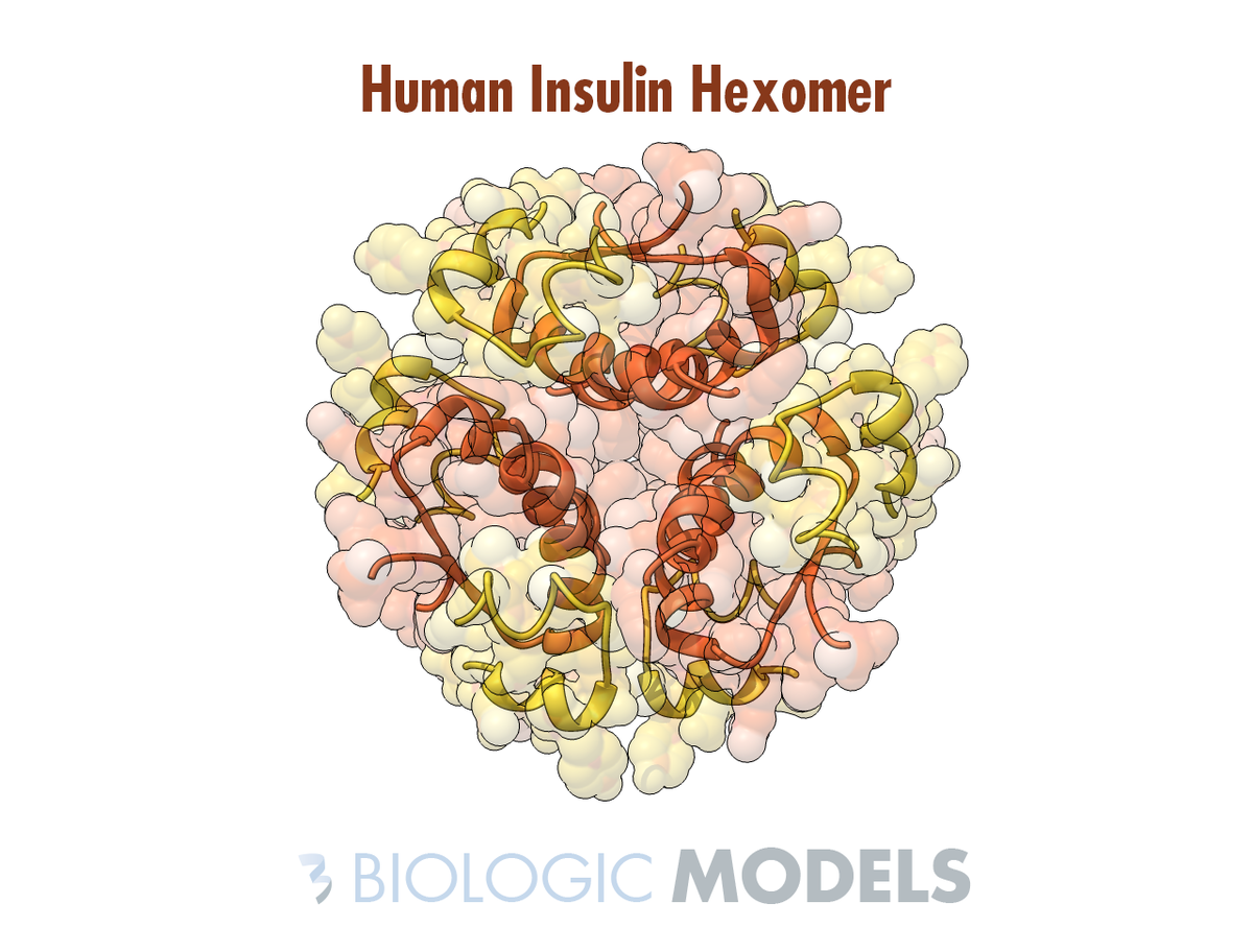 caseysteffen's tweet photo. Launching new shapeways store today! check out our #insulin
#proteinmodel #sciencegift
https://t.co/eaMTZJj5SW https://t.co/JwAFqVDG6f
