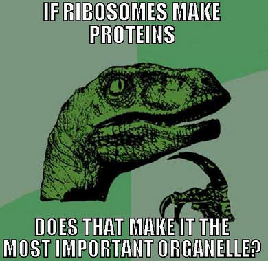 ribosomes2k15's tweet photo. #2015MHSorganelleelection https://t.co/ZWfXgAhWFd