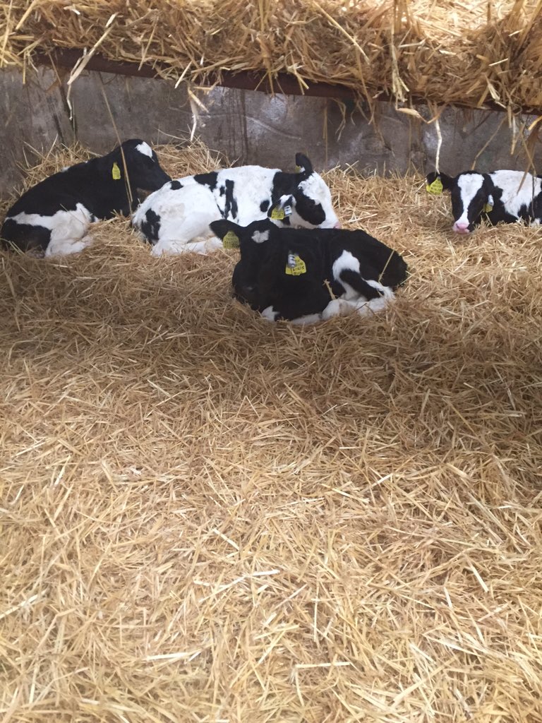 richardscalf1's tweet photo. Fever Tags are in, will stay in until 3months old. Early illness detection is key to successful rearing-temp monitor https://t.co/mSM8CPTqxp
