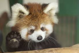 Saveredpandas62's tweet photo. Don't you want to save this adorable creature???? 
It would love it if you did!!!!!!!!!!!!!!!!!!!!!!!!!!!!!!!!!!!!!! https://t.co/SS0Hh4i4VL