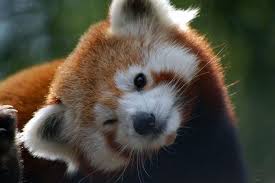 Saveredpandas62's tweet photo. Don't you want to save this adorable creature???? 
It would love it if you did!!!!!!!!!!!!!!!!!!!!!!!!!!!!!!!!!!!!!! https://t.co/SS0Hh4i4VL