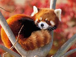Saveredpandas62's tweet photo. Don't you want to save this adorable creature???? 
It would love it if you did!!!!!!!!!!!!!!!!!!!!!!!!!!!!!!!!!!!!!! https://t.co/SS0Hh4i4VL