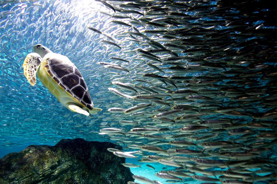 AwesomeEarthPix's tweet image. Turtle Swims With Sardines | Photography by ©Lee Jin-Man