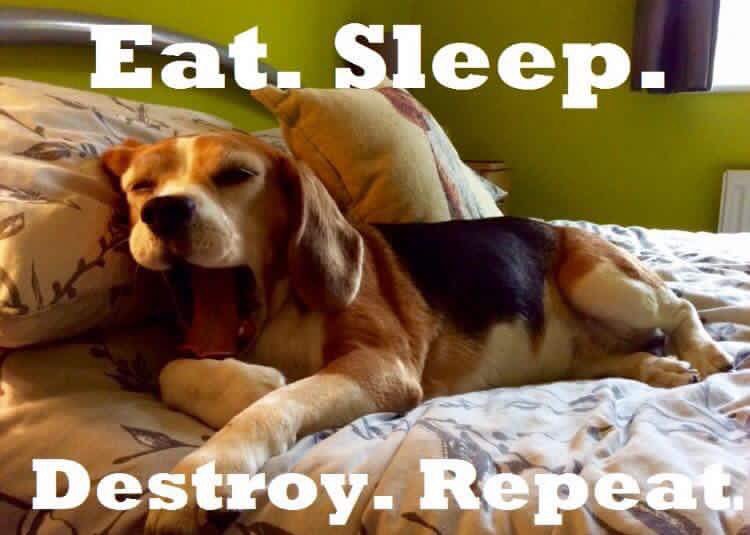 BeagleCeramics (@beagleceramics) on Twitter photo 