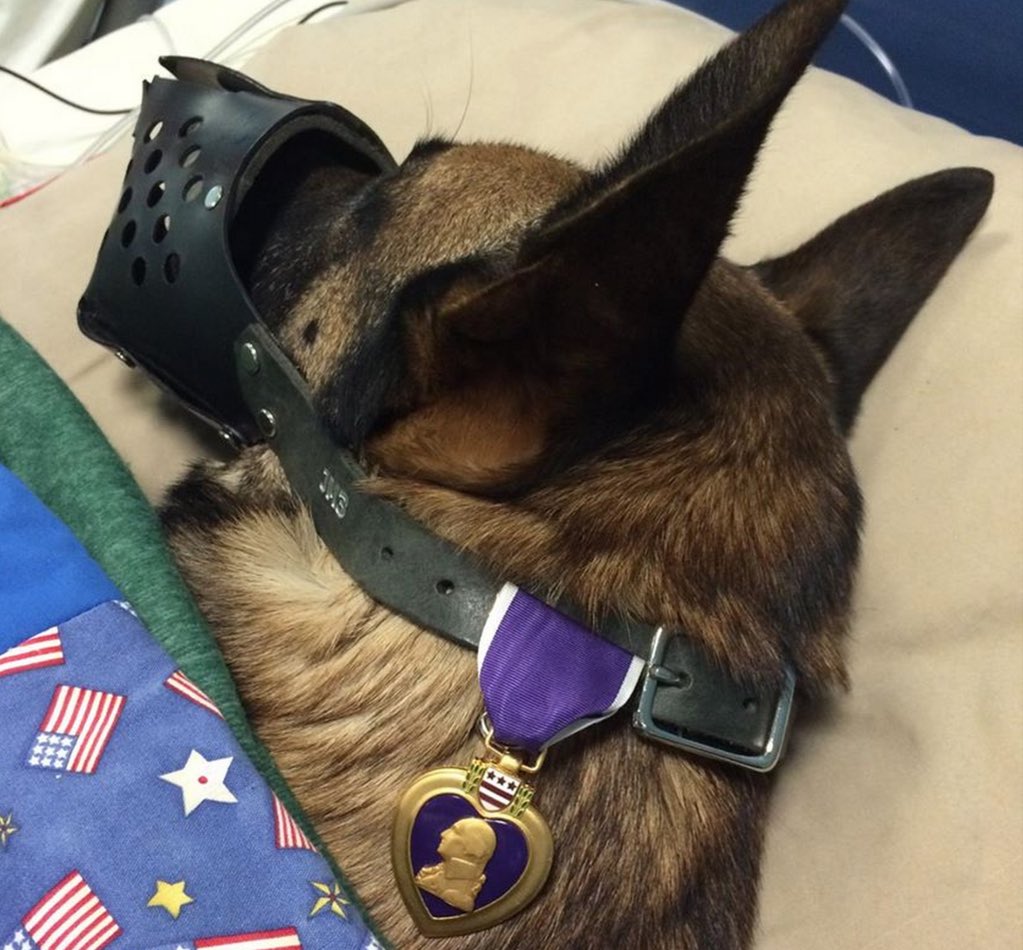 CameronMillz's tweet photo. One of the coolest pictures I've ever seen. https://t.co/94yJI5guLy
#CanineProtection #GoodBoy #MansBestFriend https://t.co/8BTwrwzvAd