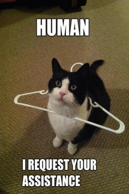 OfficalLeoAndMo's tweet photo. #Cats have always been an internet favorite, so this week we're bringing you a collection of cute pet #memes https://t.co/nwmsU7ui9w