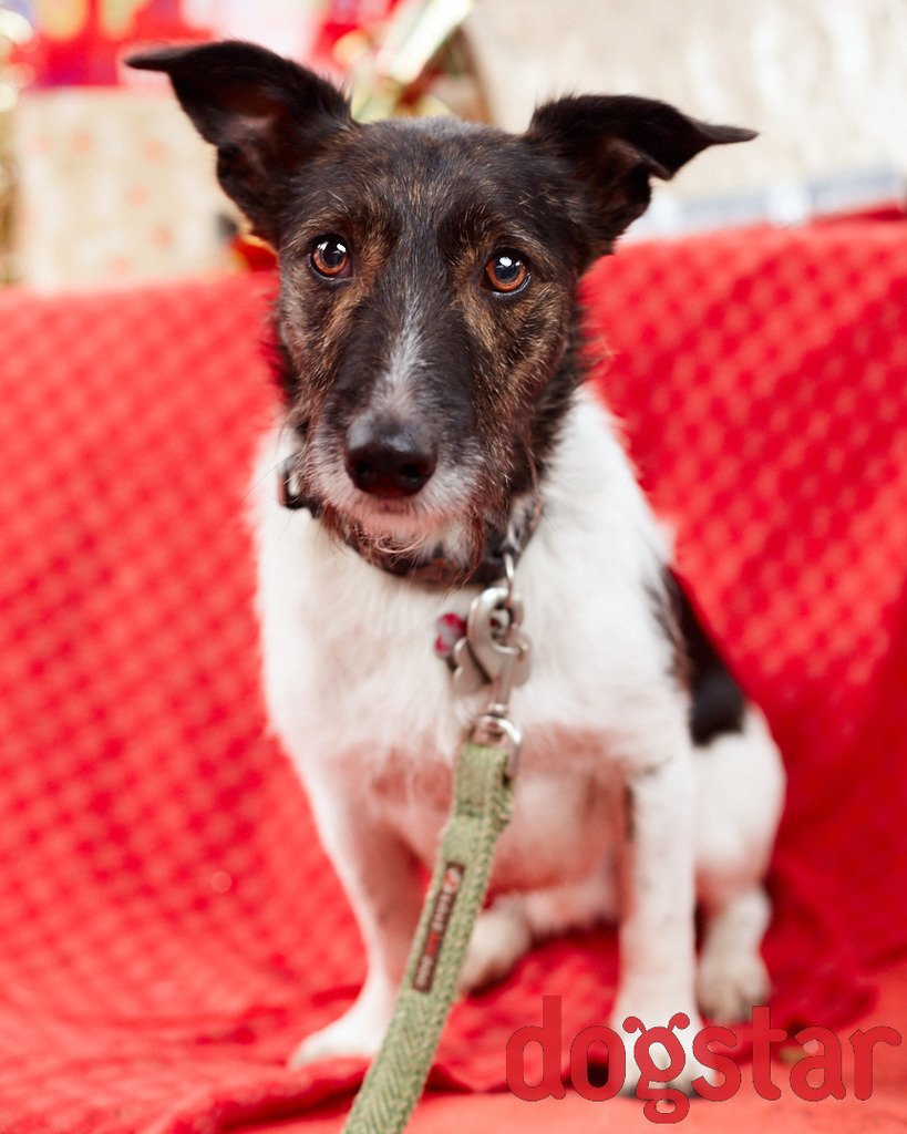 dogstarphoto tweet picture