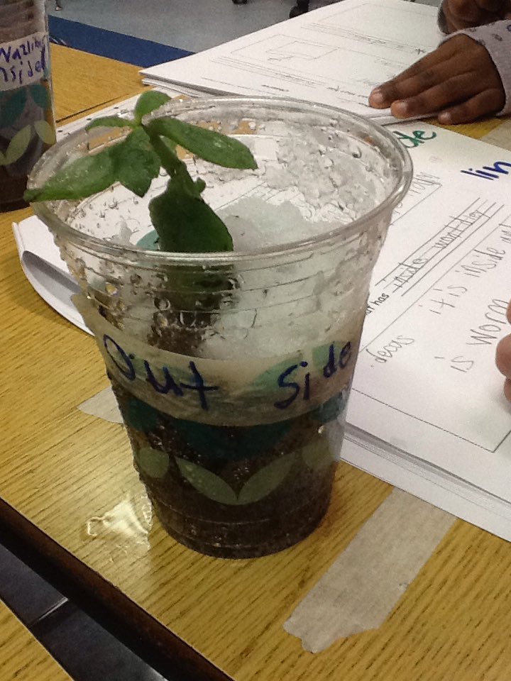 ms_ellson's tweet photo. We are not sure our outside plant will survive in the snow.  Living things need shelter. #GageGators #STEMthinkers https://t.co/mveW9Yv5bF