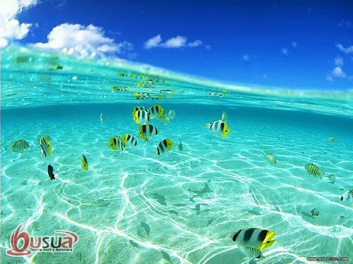 Busuapro's tweet photo. Nosotros tenemos la experiencia para adentrarte a un mundo diferente, ¡ven y vivelo!
#Busua #Abusuar #peces #bucear https://t.co/GOHRn9E5Lf