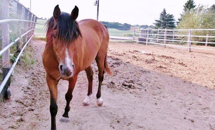 wiracer's tweet photo. I have a client horse offered for lease for show season 2016. DM for more details. He is priced very reasonably! https://t.co/r4I5Xx5A9q