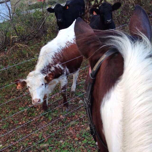 EQPpics's tweet photo. Post by sweet.dixie: "What is it?!" 🐮🐴 #sunflower #flowerpower #marecrushmonday #mygirl #paint #pony #horse #paintp… https://t.co/5DLut2hRhe