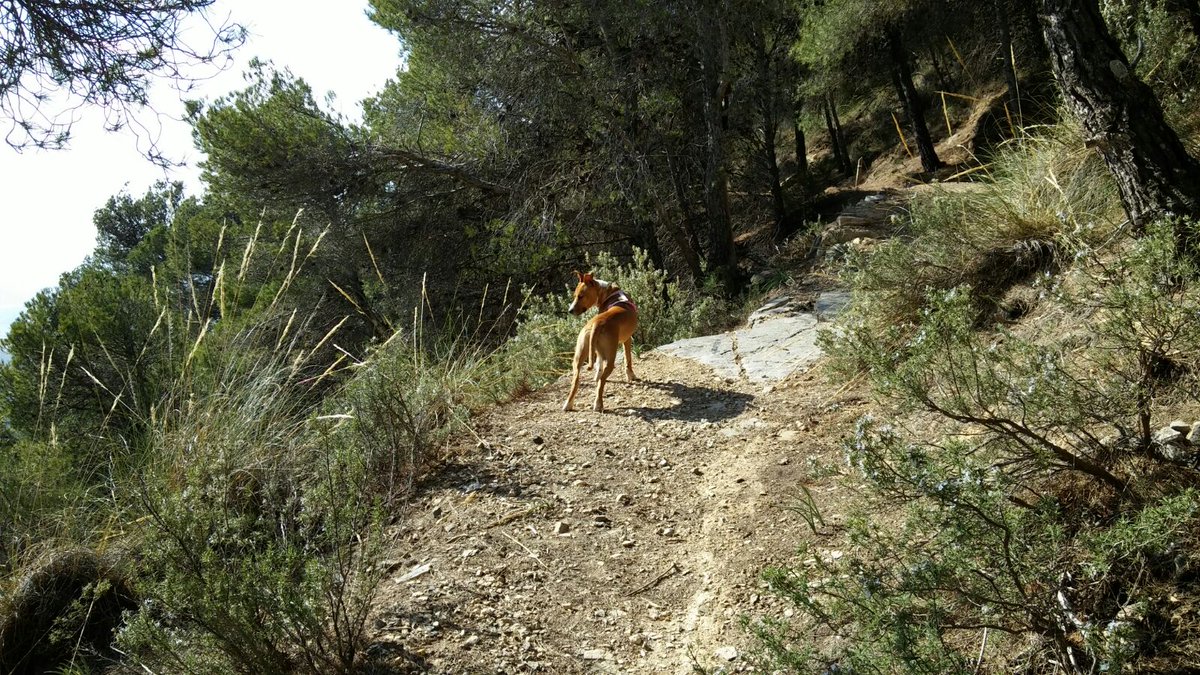 luisclavos's tweet photo. Os presento a dora un perrita q promete en #castala https://t.co/pbSg1ZoJDh