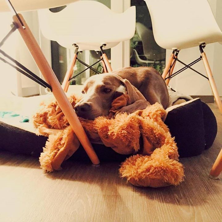 Fellnett's tweet photo. Feierabend. #Fellnett #dashatersichverdient #pfoetchenreingluecklichsein #hundehandtuch #dogs #pfotenbeutel https://t.co/WVb49W8UrQ