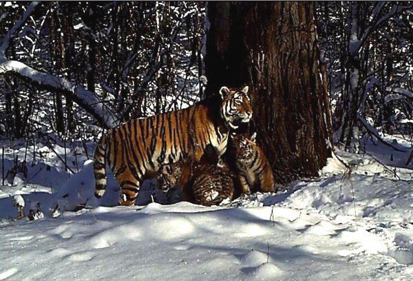 Animal_Watch's tweet photo. Wonderful. Orphaned Siberian tiger cub rescued, raised, released &amp; now a mother (VIDEO) https://t.co/xXcfTfIP6n RT https://t.co/agEFdf6oZq