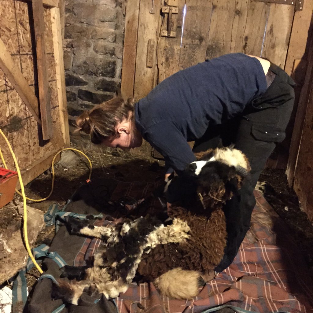 NesFarm's tweet photo. Tupsie the ewe lamb isn't sure she's too keen on this #Ontwool #Shear15 #JacobSheep https://t.co/qFO1WBO4th